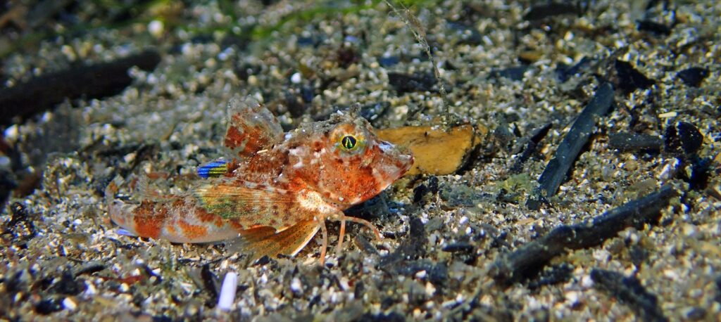 ホウボウ幼魚