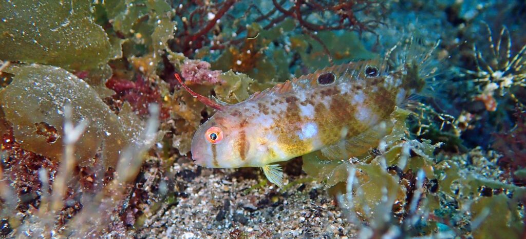 テンス幼魚