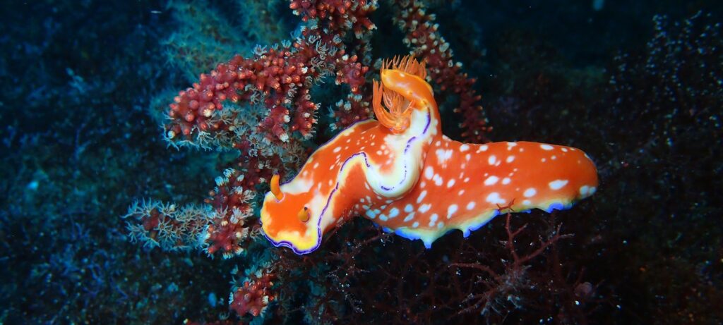 ニシキウミウシ