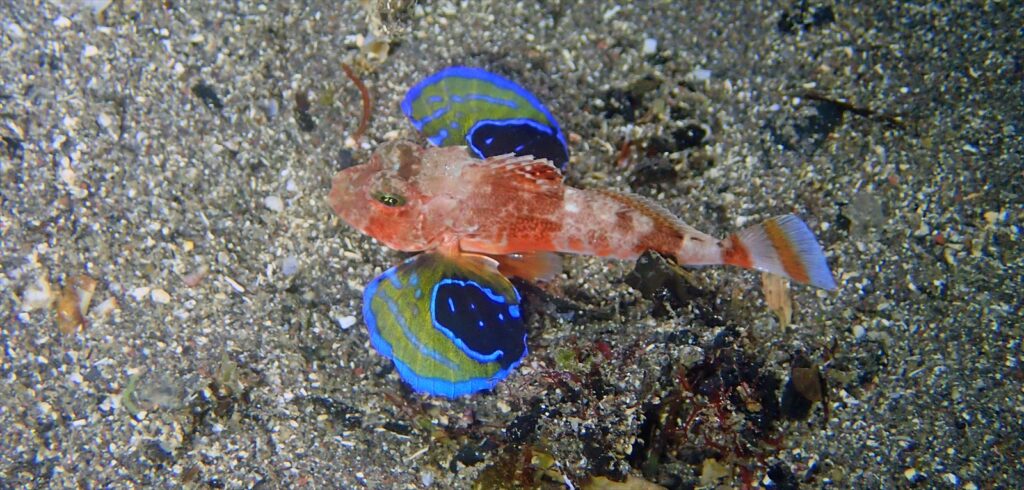 トゲカナガシラ幼魚