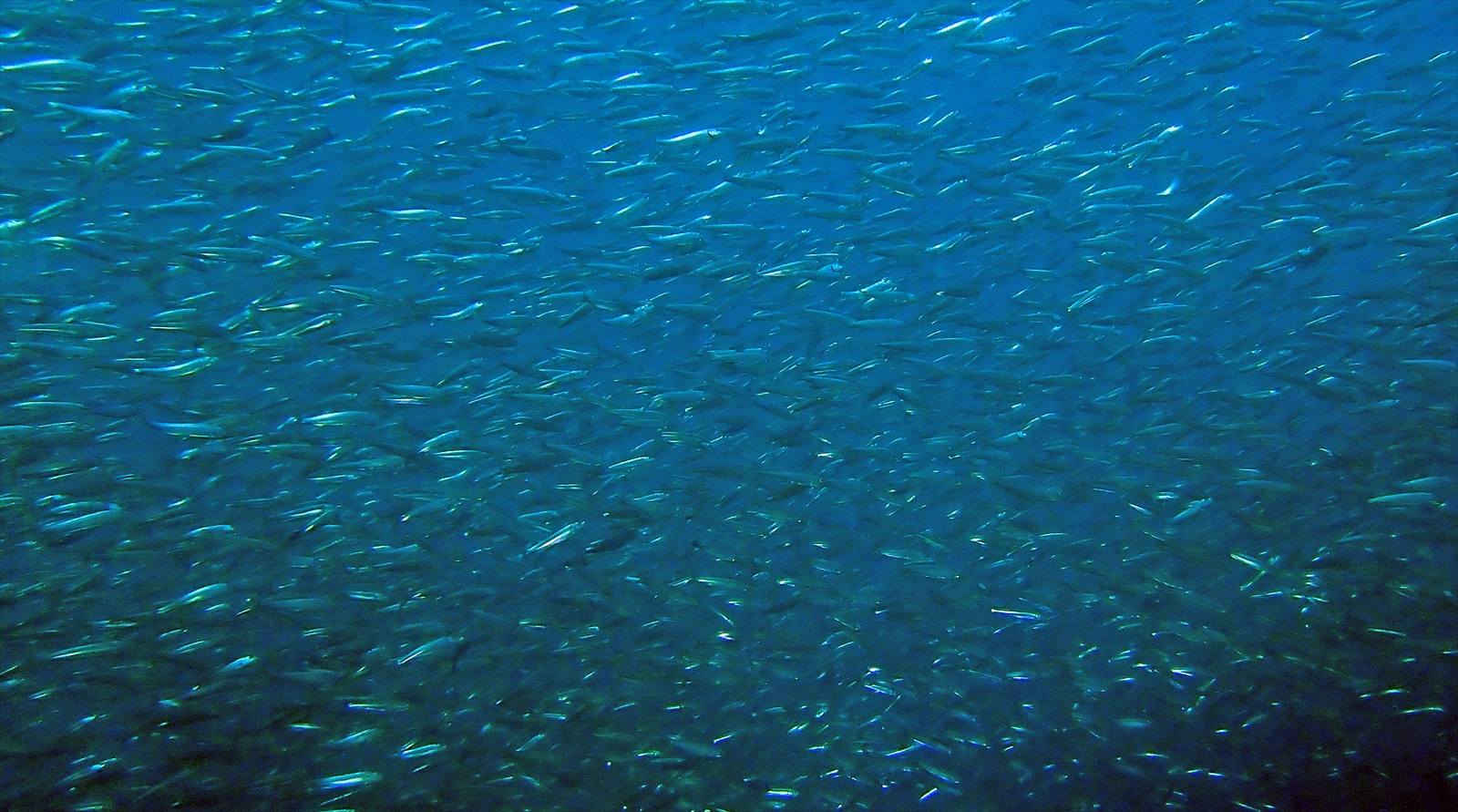 イワシ幼魚