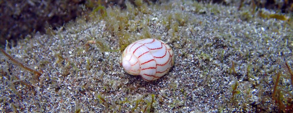 ベニシボリガイ