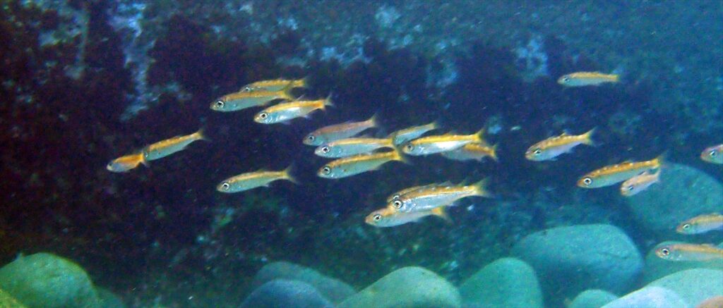 ムツ幼魚