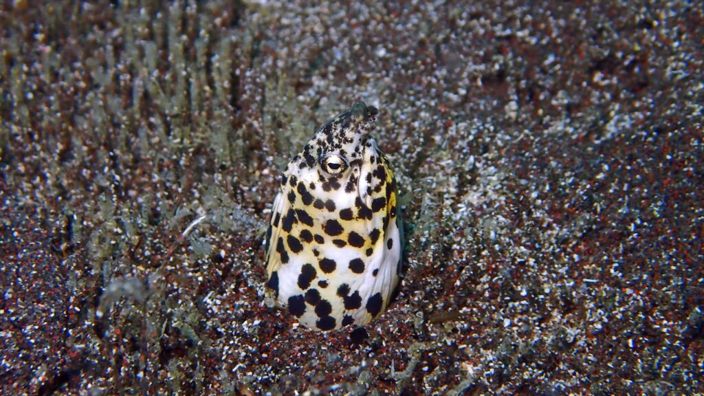 モンガラドオシ幼魚