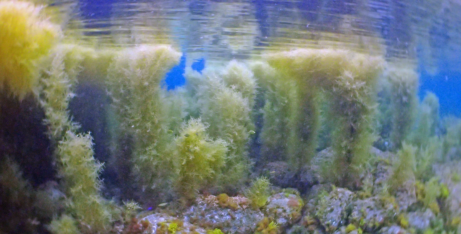 マメタワラ林