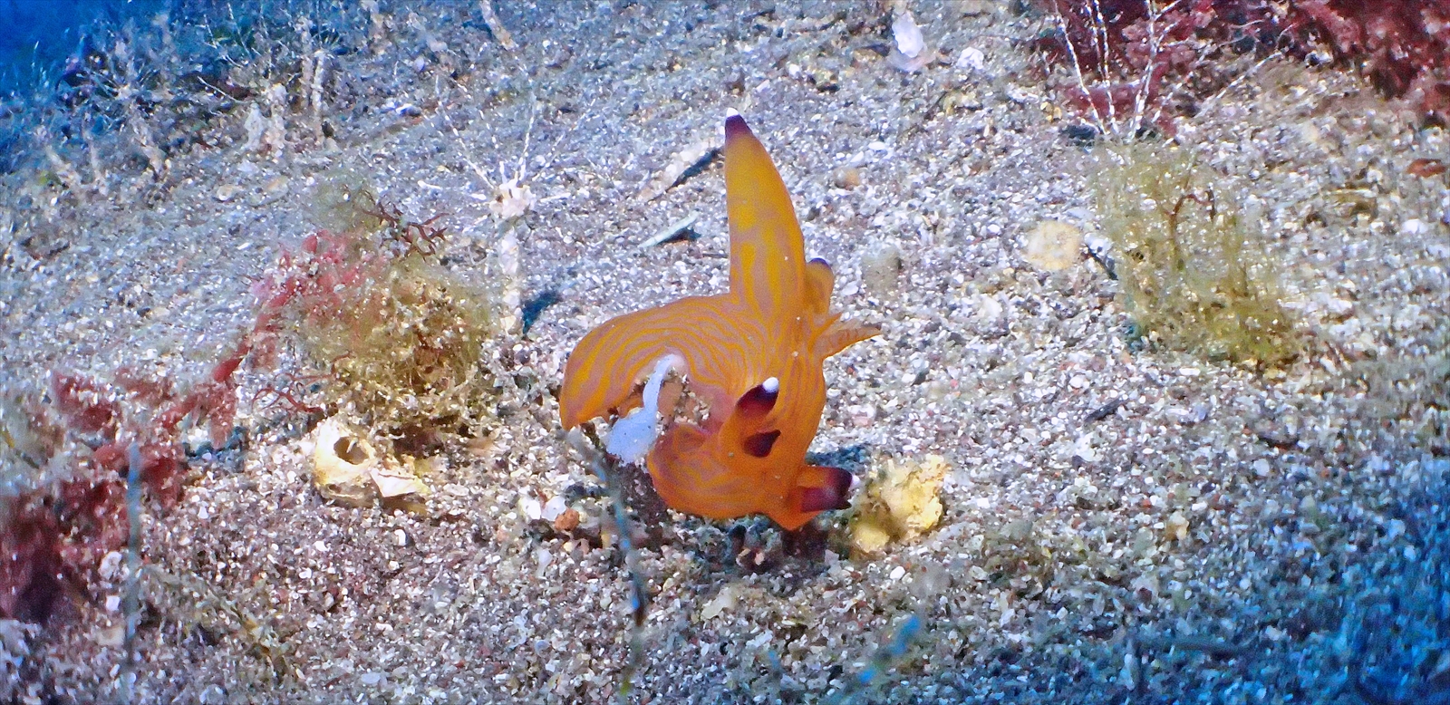 クチナシツノザヤウミウシ