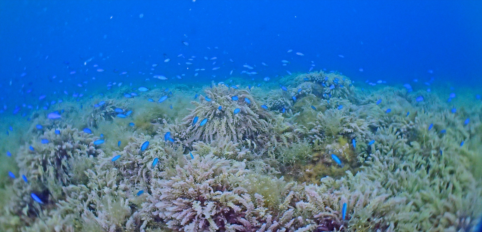 ソラスズメダイ
