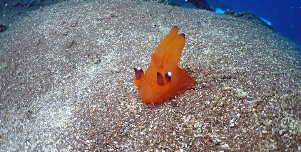 クチナシツノザヤウミウシ