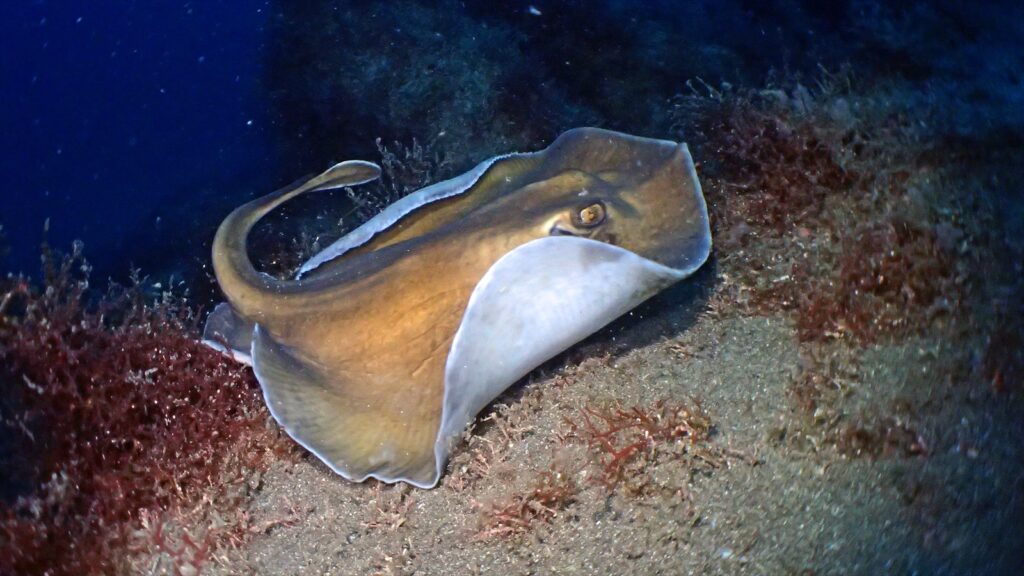 ヒラタエイ