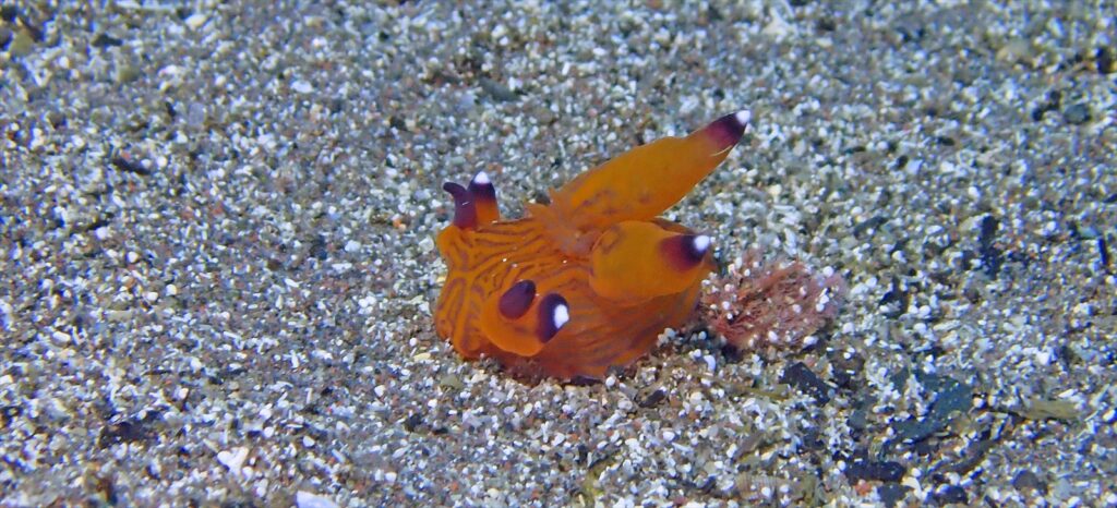 クチナシツノザヤウミウシ