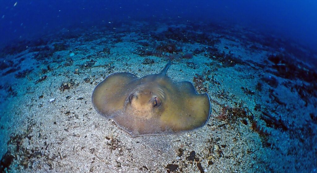 ヒラタエイ