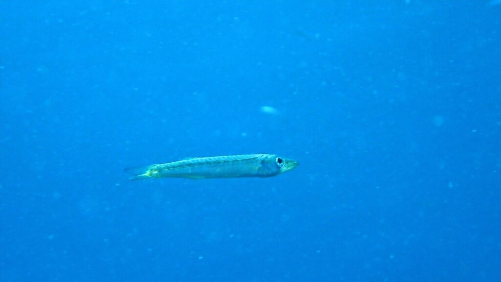 カマス幼魚