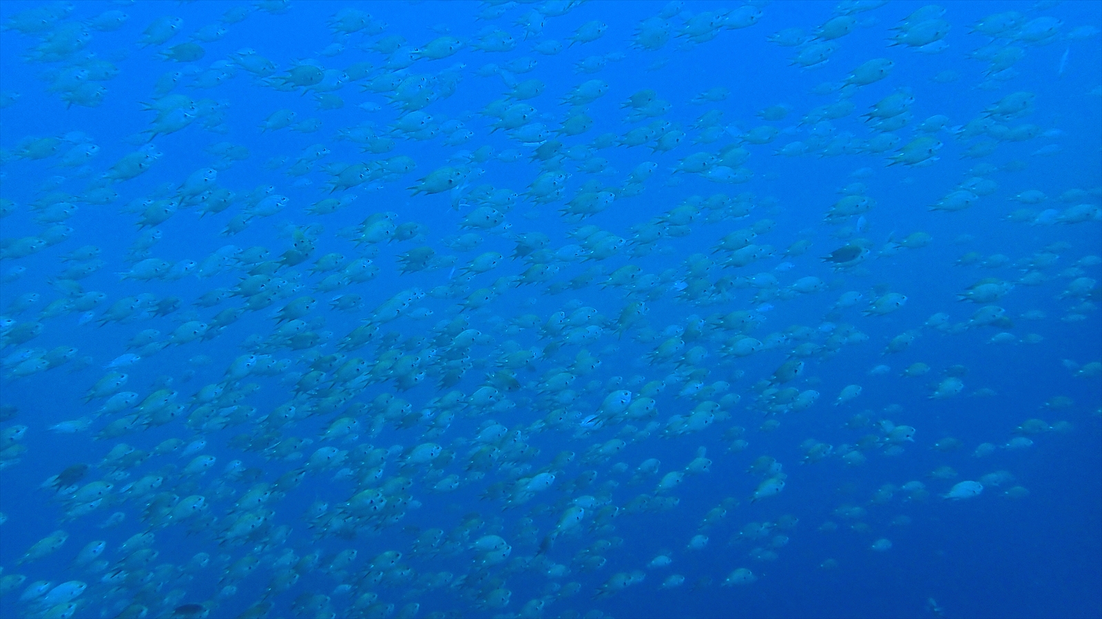 スズメダイ