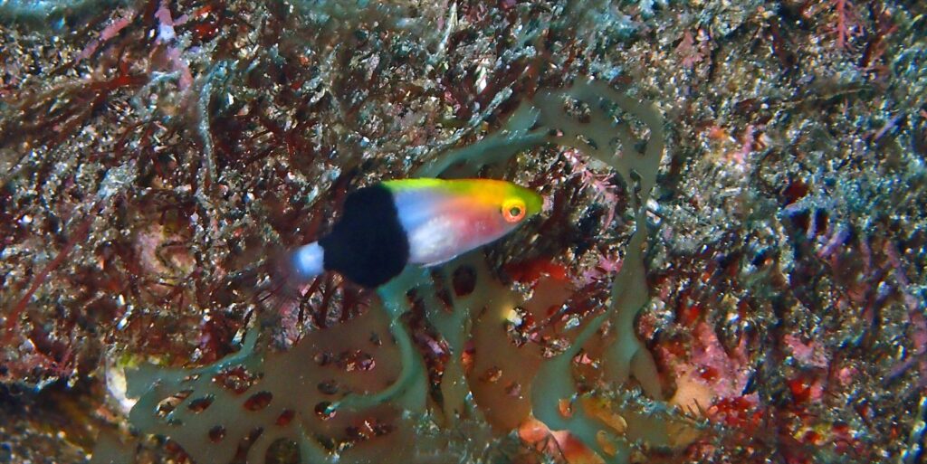 キツネベラ幼魚