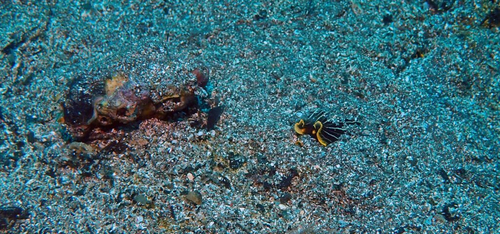 ハスエラタテジマウミウシ