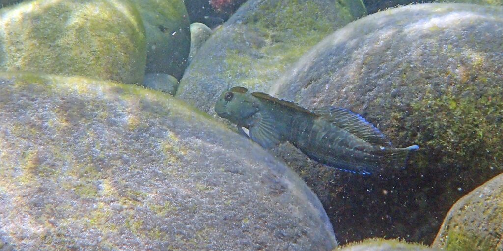 カエルウオ