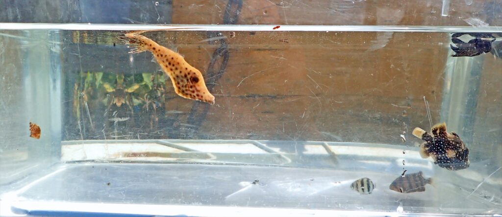 漂流幼魚達