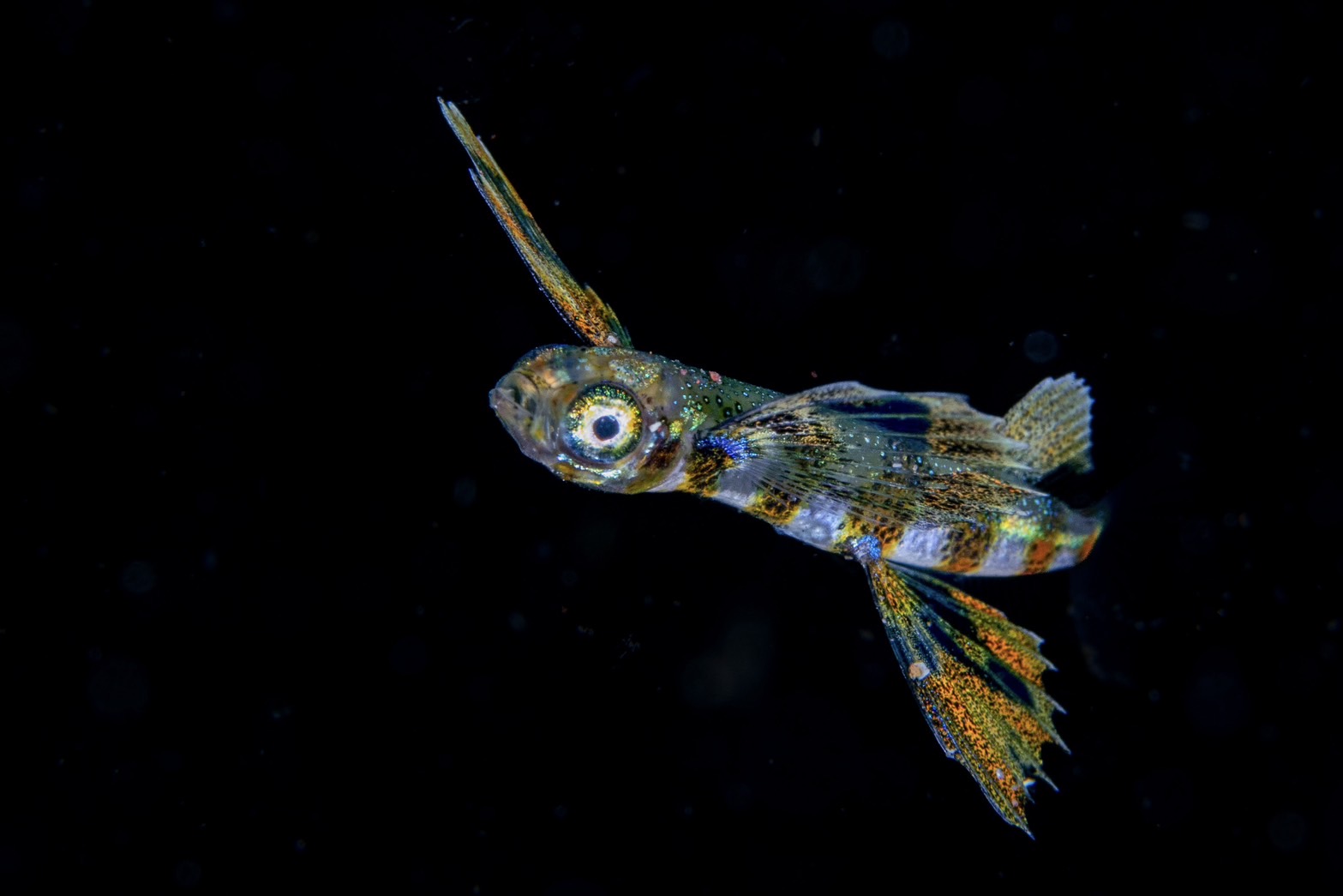 トビウオ幼魚