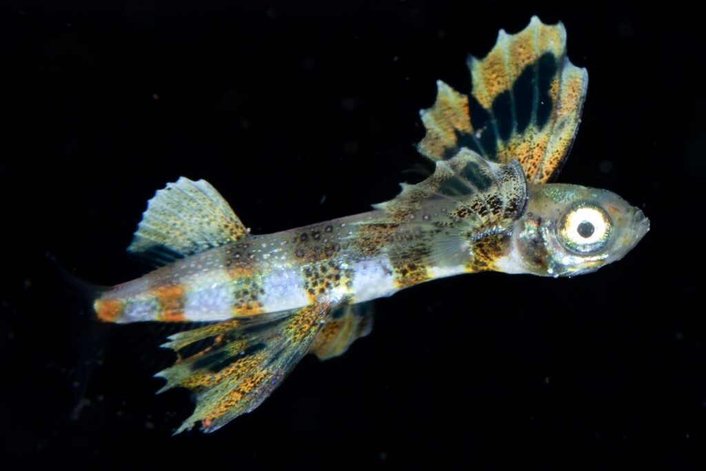 トビウオ幼魚