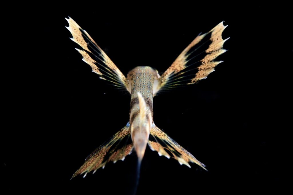 トビウオ幼魚