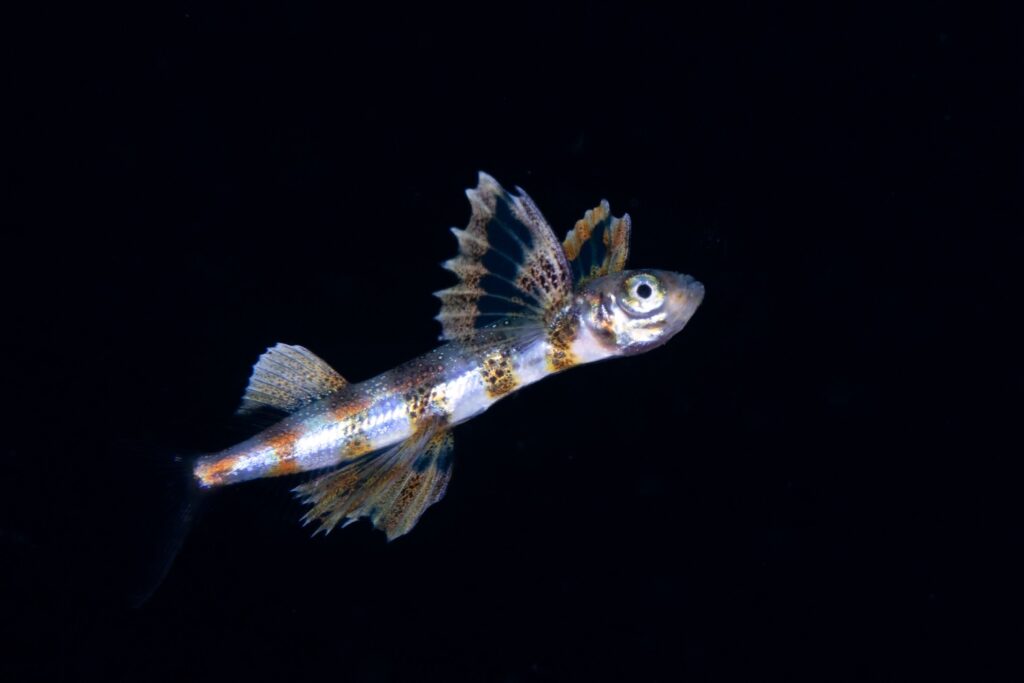 トビウオ幼魚