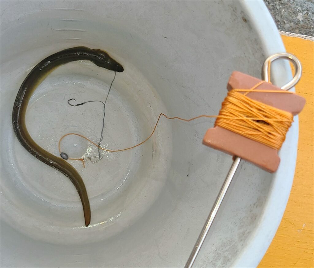ウナギ釣り