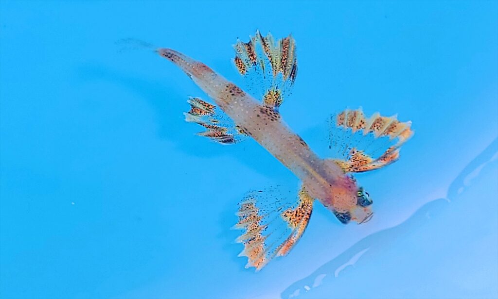 トビウオ幼魚