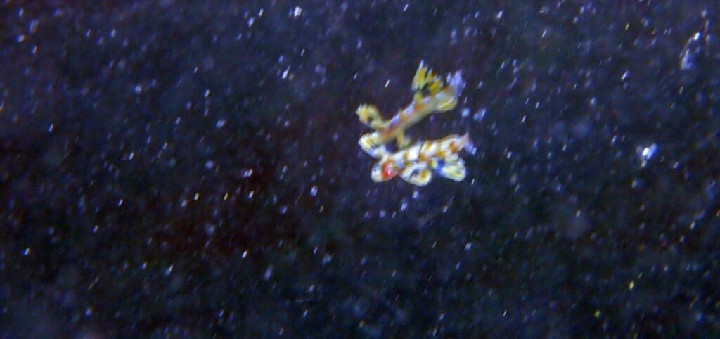 トビウオ幼魚