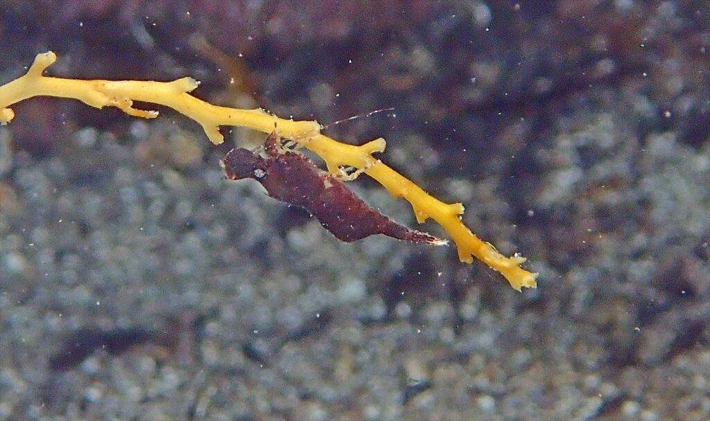 コブタヒラツノモエビ