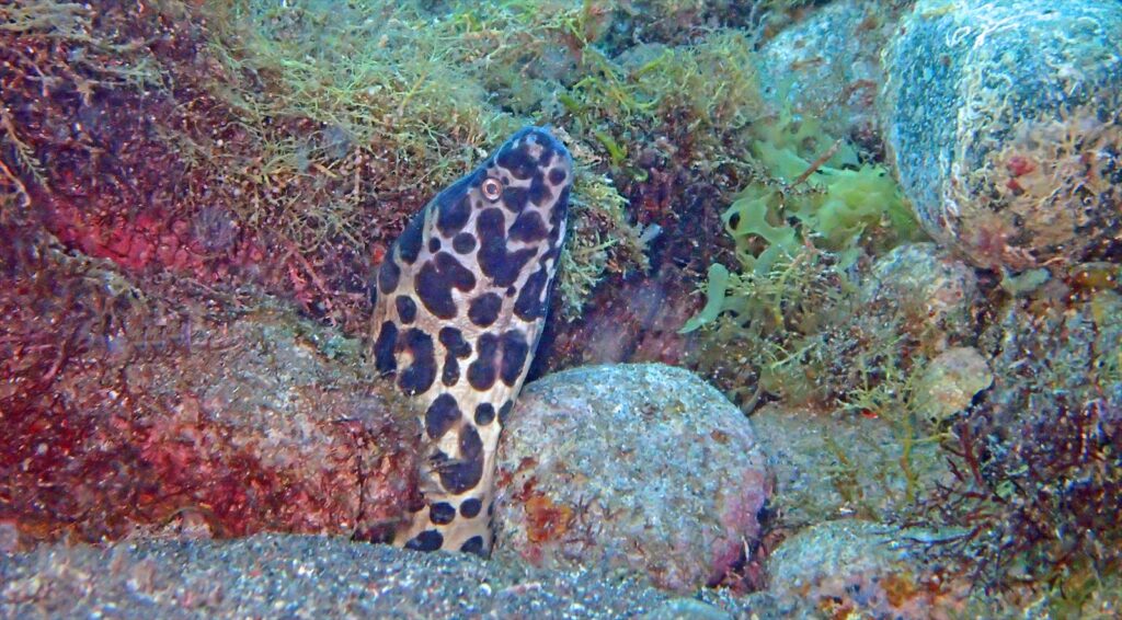 ヒョウモンウツボ