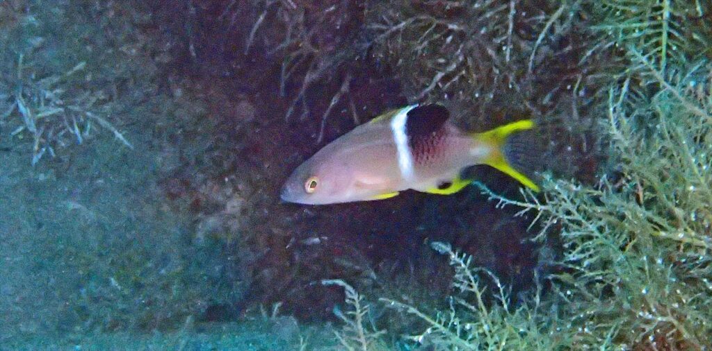 タキベラ幼魚
