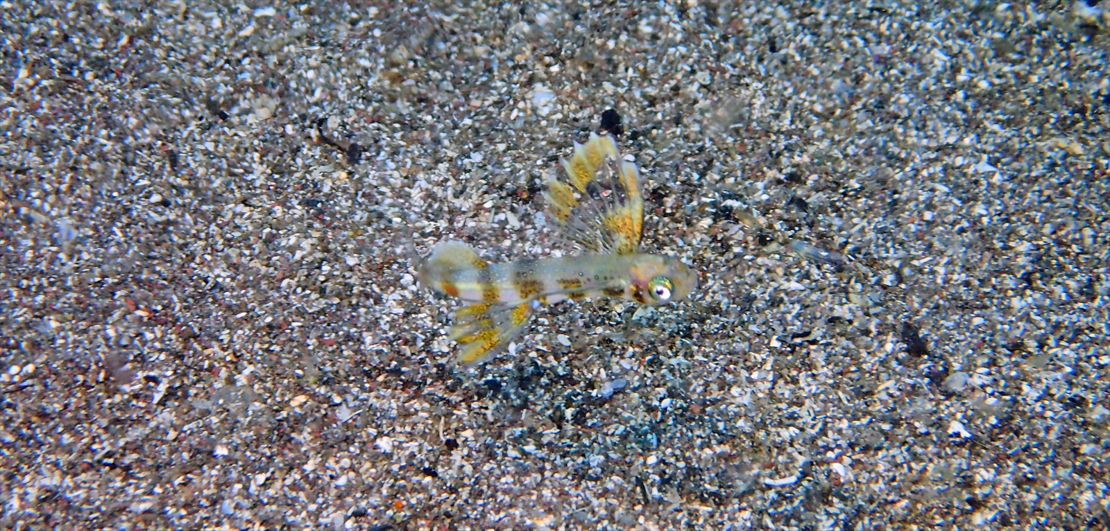 トビウオ幼魚