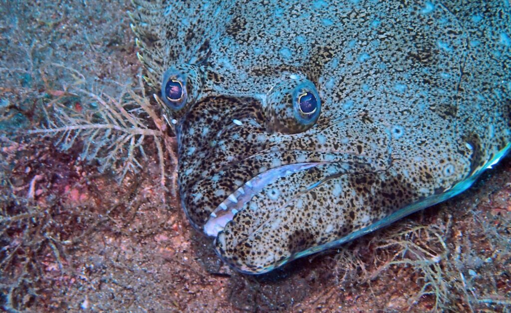 ヒラメ