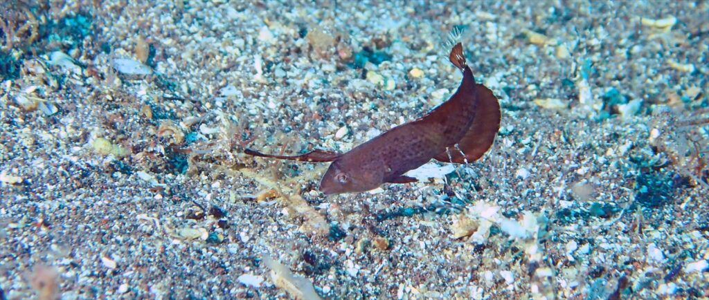 ホシテンス幼魚