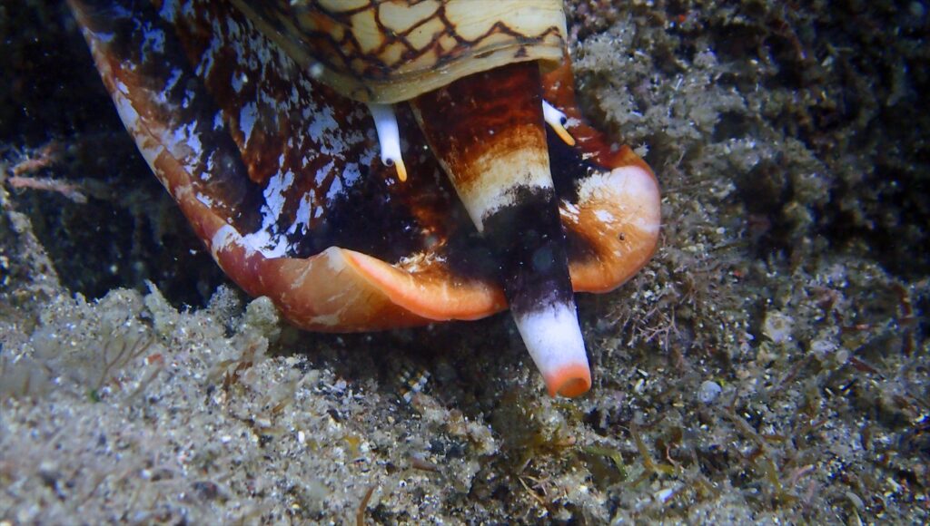 タガヤサンミナシ