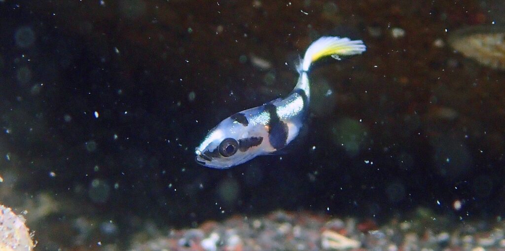 コロダイ幼魚