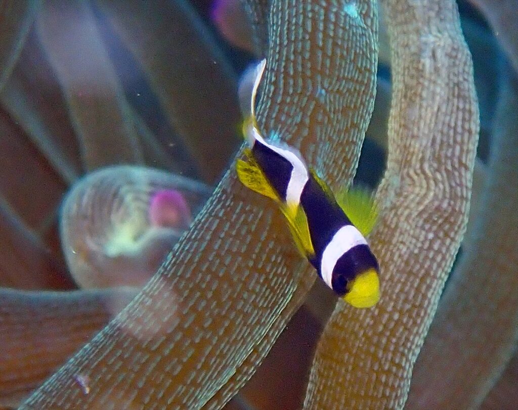 クマノミ幼魚
