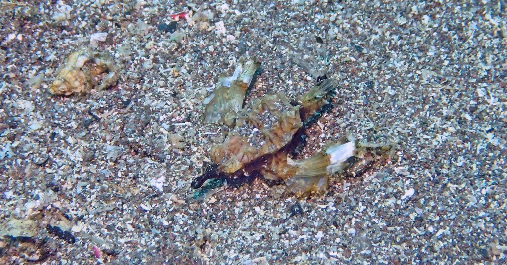 ウミテング幼魚