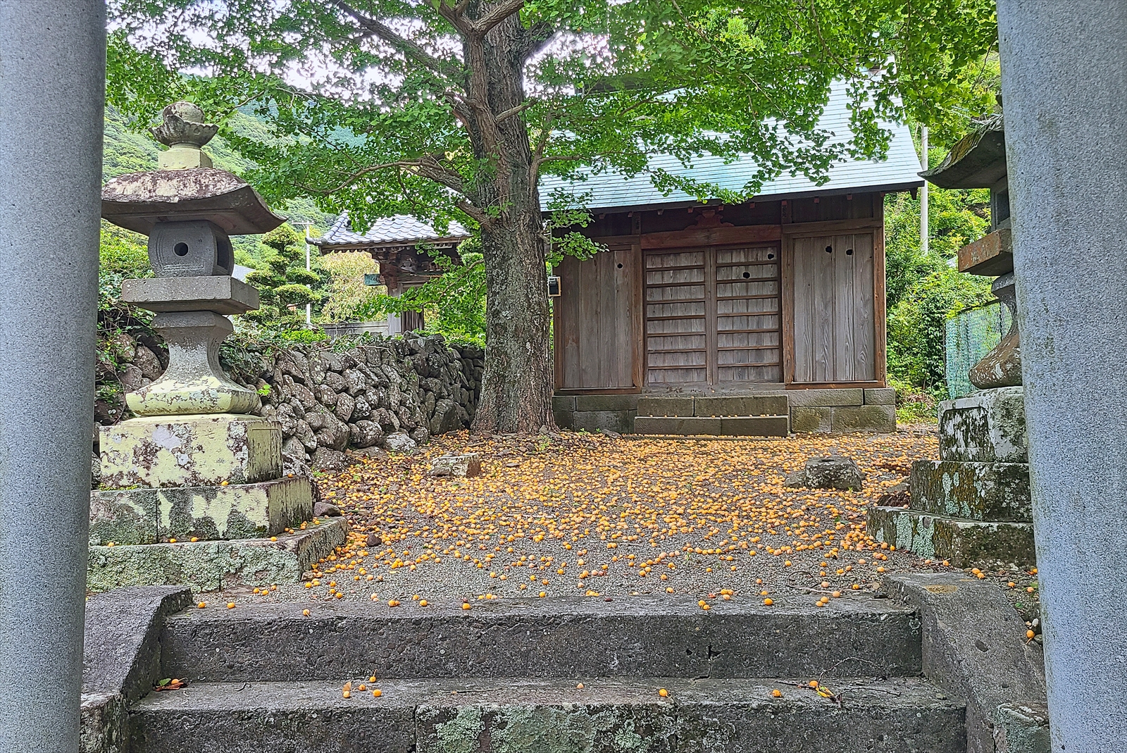 銀杏
