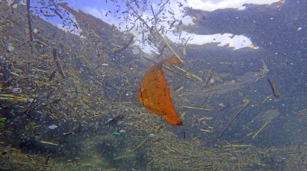 ナンヨウツバメウオ幼魚