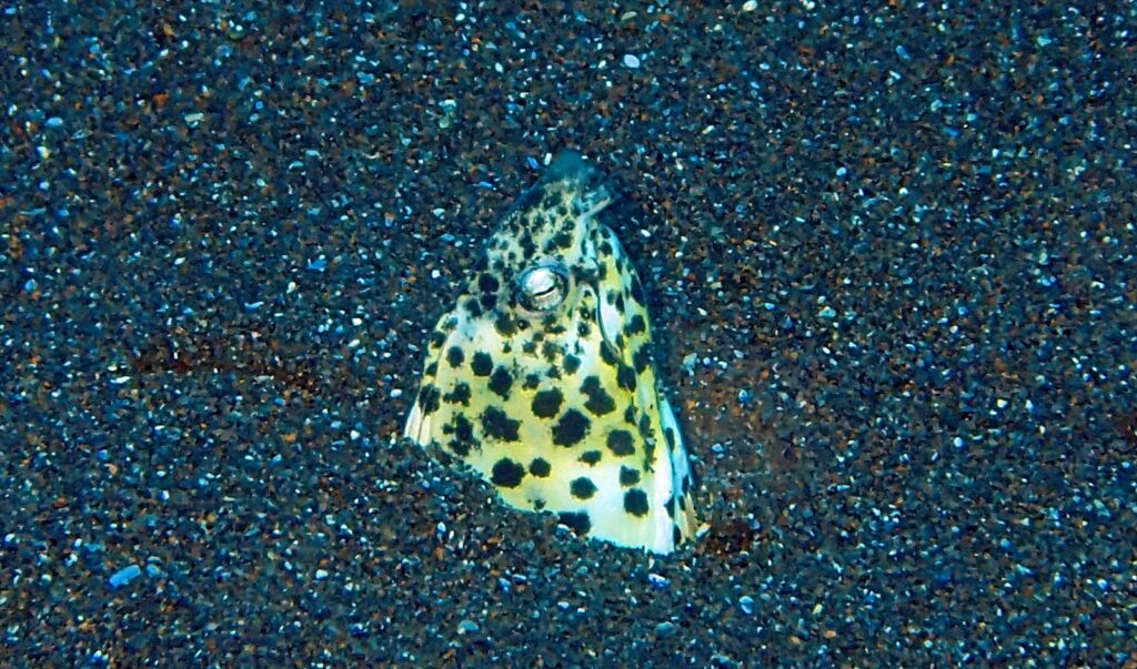 モンガラドオシ幼魚