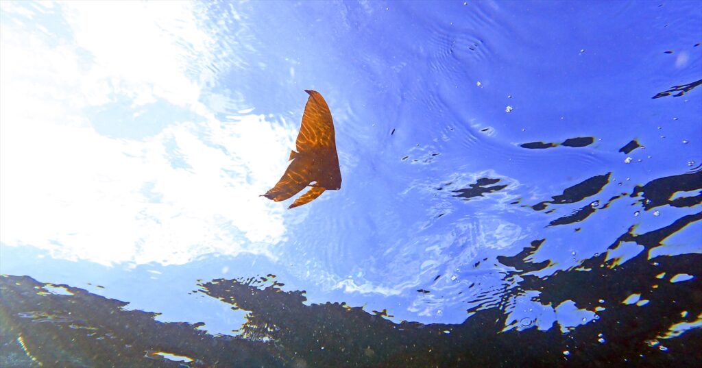 ナンヨウツバメウオ幼魚