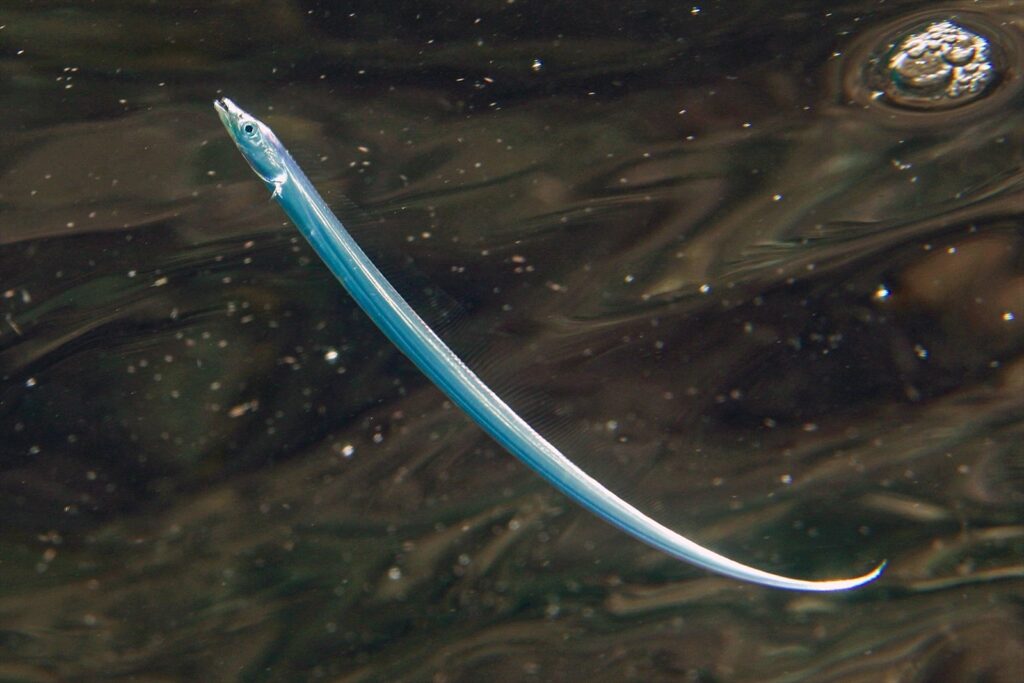 タチウオ幼魚