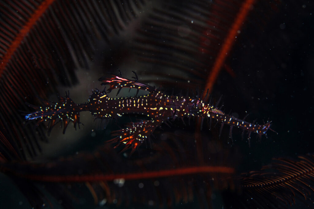 ブラックニシキフウライウオ