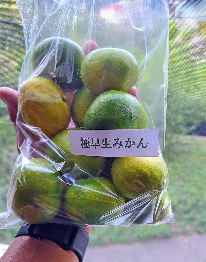 極早生ミカン