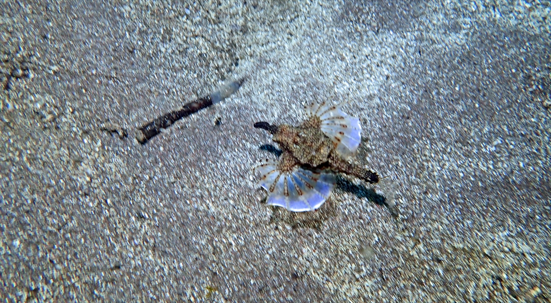 ウミテング