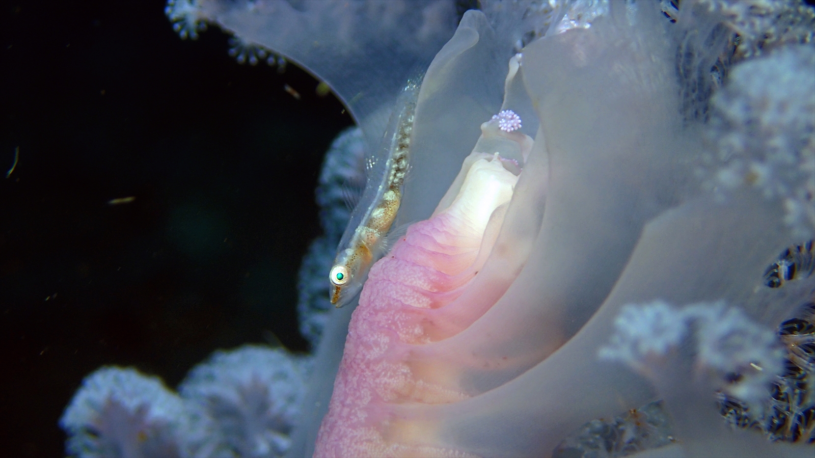ウミタケハゼ