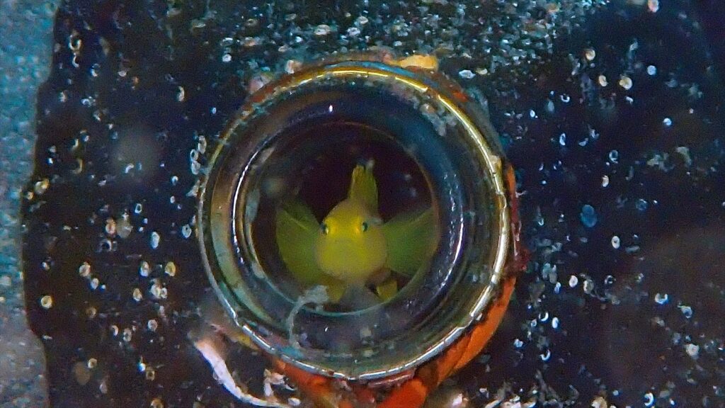 ミジンベニハゼ