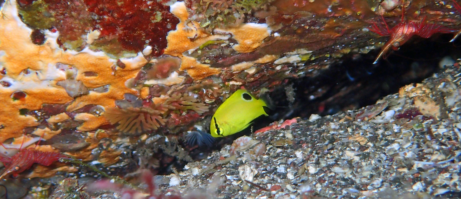 シテンヤッコ幼魚