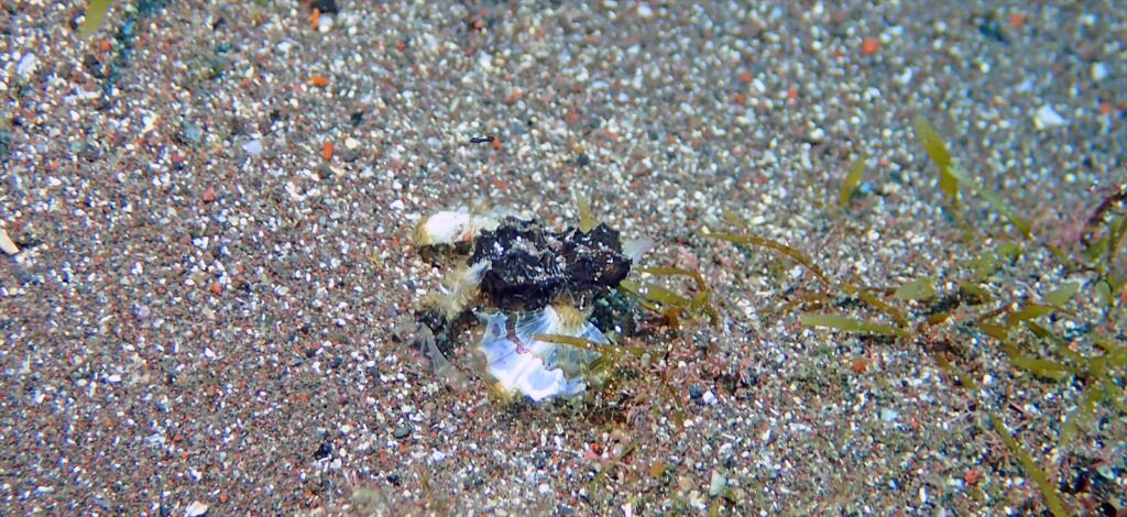 ウミテング幼魚